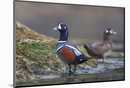 Washington, Male and Female Harlequin Ducks Pose on an Intertidal Rock in Puget Sound-Gary Luhm-Mounted Photographic Print