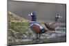 Washington, Male and Female Harlequin Ducks Pose on an Intertidal Rock in Puget Sound-Gary Luhm-Mounted Photographic Print