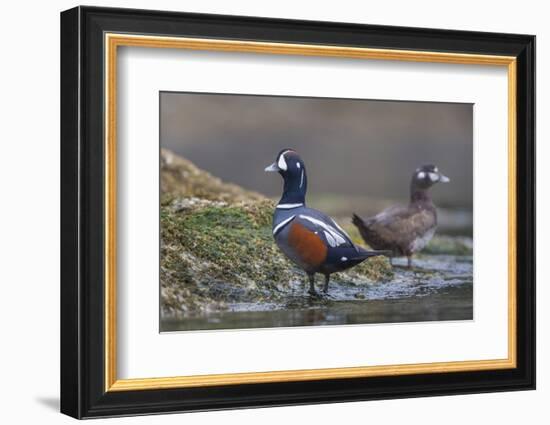 Washington, Male and Female Harlequin Ducks Pose on an Intertidal Rock in Puget Sound-Gary Luhm-Framed Photographic Print