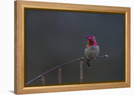 Washington, Male Anna's Hummingbird Lashes its Iridescent Gorget-Gary Luhm-Framed Premier Image Canvas