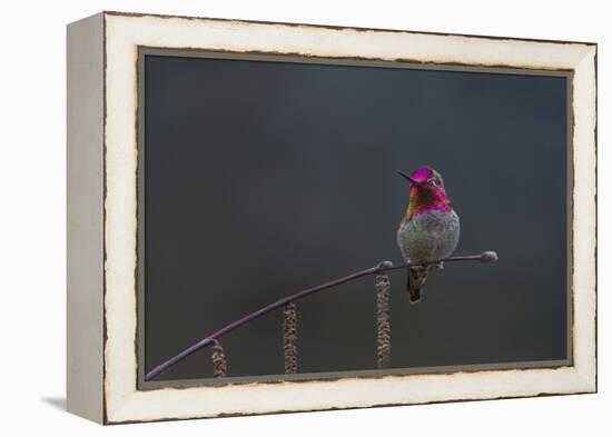 Washington, Male Anna's Hummingbird Lashes its Iridescent Gorget-Gary Luhm-Framed Premier Image Canvas