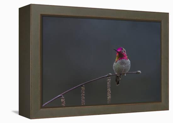 Washington, Male Anna's Hummingbird Lashes its Iridescent Gorget-Gary Luhm-Framed Premier Image Canvas