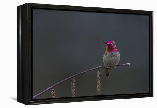 Washington, Male Anna's Hummingbird Lashes its Iridescent Gorget-Gary Luhm-Framed Premier Image Canvas