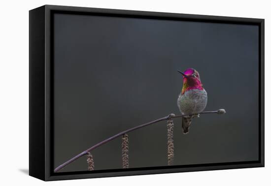 Washington, Male Anna's Hummingbird Lashes its Iridescent Gorget-Gary Luhm-Framed Premier Image Canvas