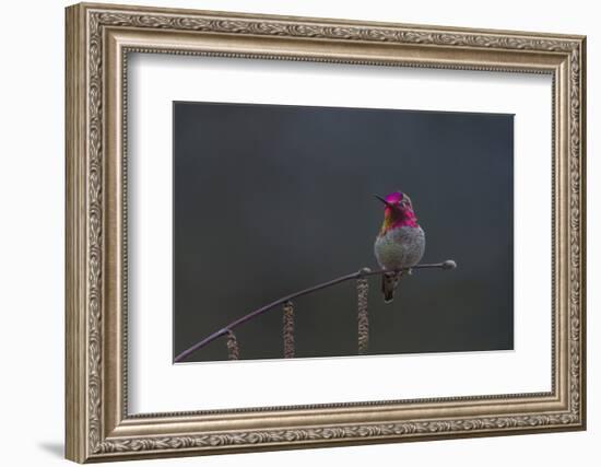 Washington, Male Anna's Hummingbird Lashes its Iridescent Gorget-Gary Luhm-Framed Photographic Print