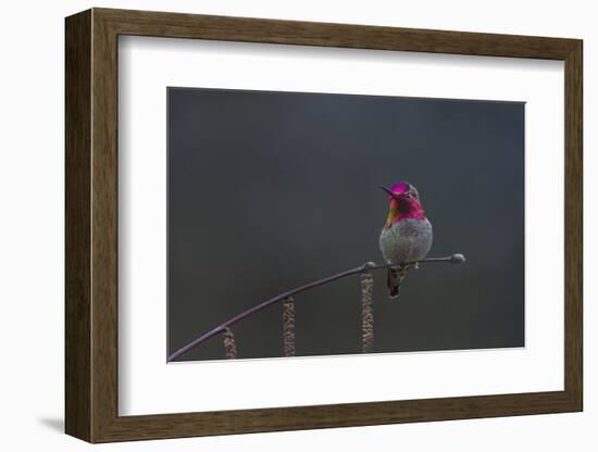 Washington, Male Anna's Hummingbird Lashes its Iridescent Gorget-Gary Luhm-Framed Photographic Print