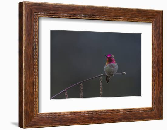 Washington, Male Anna's Hummingbird Lashes its Iridescent Gorget-Gary Luhm-Framed Photographic Print