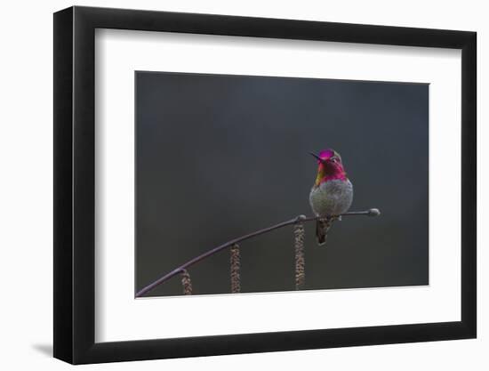 Washington, Male Anna's Hummingbird Lashes its Iridescent Gorget-Gary Luhm-Framed Photographic Print