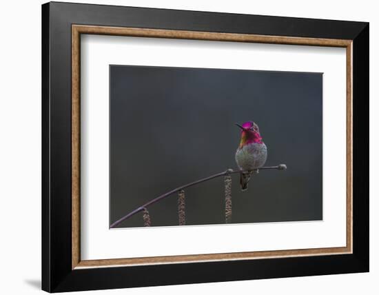 Washington, Male Anna's Hummingbird Lashes its Iridescent Gorget-Gary Luhm-Framed Photographic Print