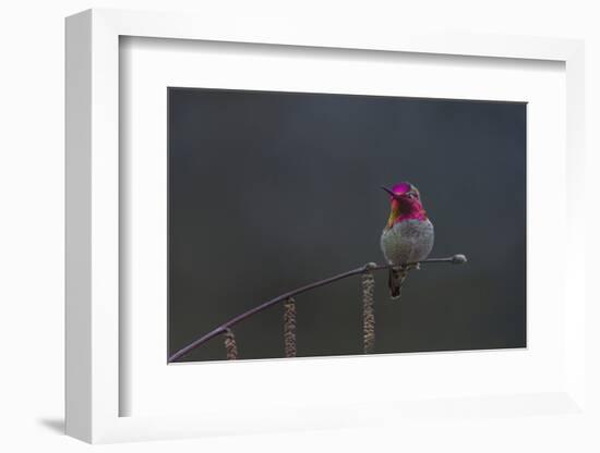 Washington, Male Anna's Hummingbird Lashes its Iridescent Gorget-Gary Luhm-Framed Photographic Print