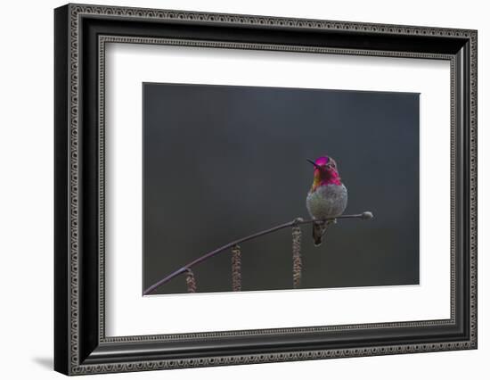 Washington, Male Anna's Hummingbird Lashes its Iridescent Gorget-Gary Luhm-Framed Photographic Print