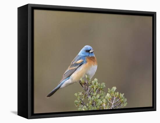 Washington, Male Lazuli Bunting on a Perch at Umtanum Creek Recreational Area, Yakima Canyon-Gary Luhm-Framed Premier Image Canvas