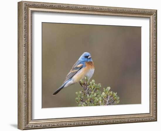 Washington, Male Lazuli Bunting on a Perch at Umtanum Creek Recreational Area, Yakima Canyon-Gary Luhm-Framed Photographic Print