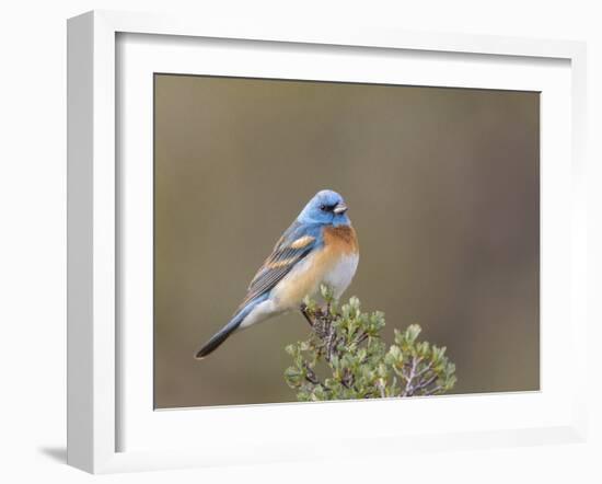 Washington, Male Lazuli Bunting on a Perch at Umtanum Creek Recreational Area, Yakima Canyon-Gary Luhm-Framed Photographic Print