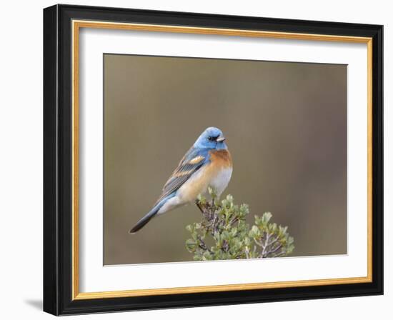 Washington, Male Lazuli Bunting on a Perch at Umtanum Creek Recreational Area, Yakima Canyon-Gary Luhm-Framed Photographic Print