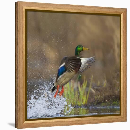 Washington, Male Mallard Duck Takes Flight Off Lake Washington on Union Bay. Seattle-Gary Luhm-Framed Premier Image Canvas