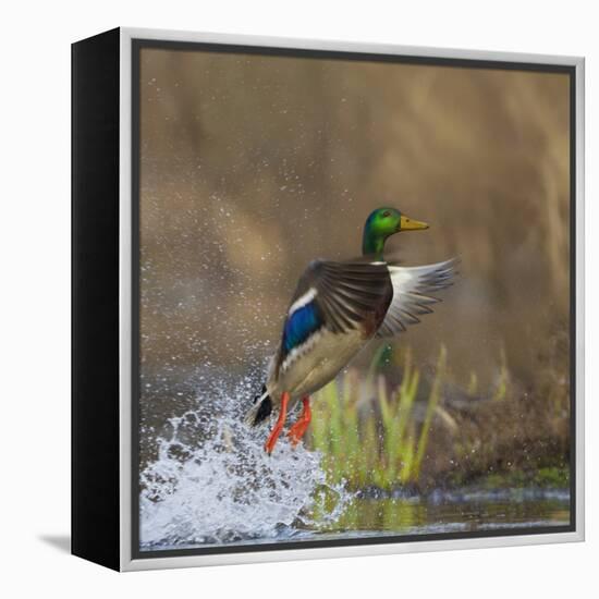 Washington, Male Mallard Duck Takes Flight Off Lake Washington on Union Bay. Seattle-Gary Luhm-Framed Premier Image Canvas