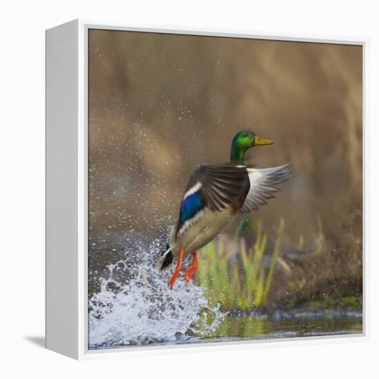 Washington, Male Mallard Duck Takes Flight Off Lake Washington on Union Bay. Seattle-Gary Luhm-Framed Premier Image Canvas