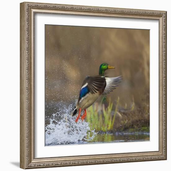 Washington, Male Mallard Duck Takes Flight Off Lake Washington on Union Bay. Seattle-Gary Luhm-Framed Photographic Print