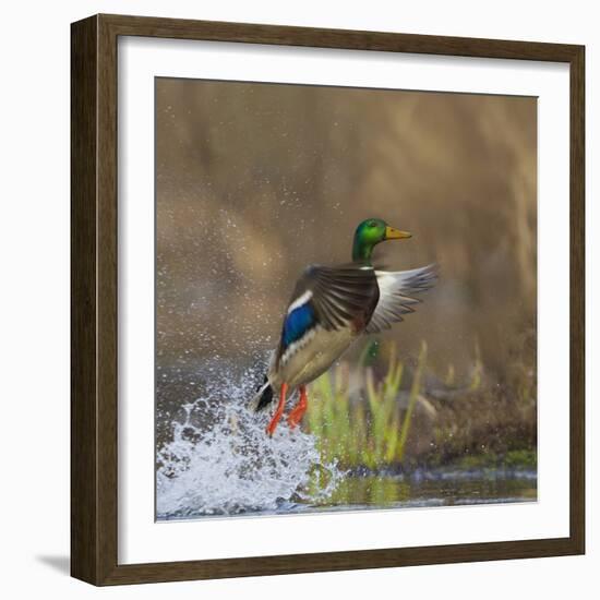 Washington, Male Mallard Duck Takes Flight Off Lake Washington on Union Bay. Seattle-Gary Luhm-Framed Photographic Print