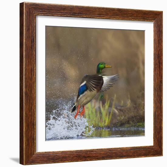 Washington, Male Mallard Duck Takes Flight Off Lake Washington on Union Bay. Seattle-Gary Luhm-Framed Photographic Print