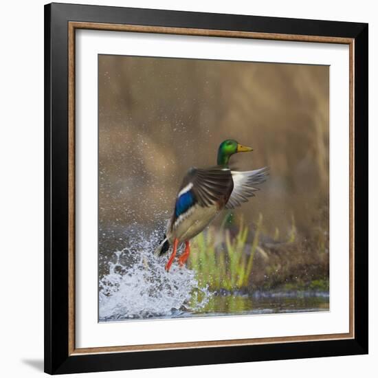 Washington, Male Mallard Duck Takes Flight Off Lake Washington on Union Bay. Seattle-Gary Luhm-Framed Photographic Print