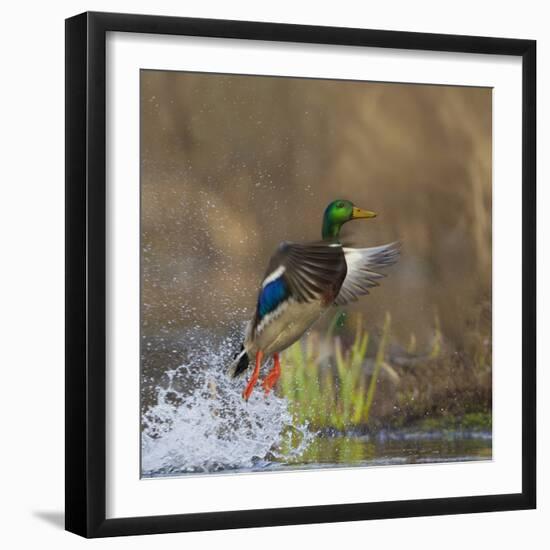 Washington, Male Mallard Duck Takes Flight Off Lake Washington on Union Bay. Seattle-Gary Luhm-Framed Photographic Print