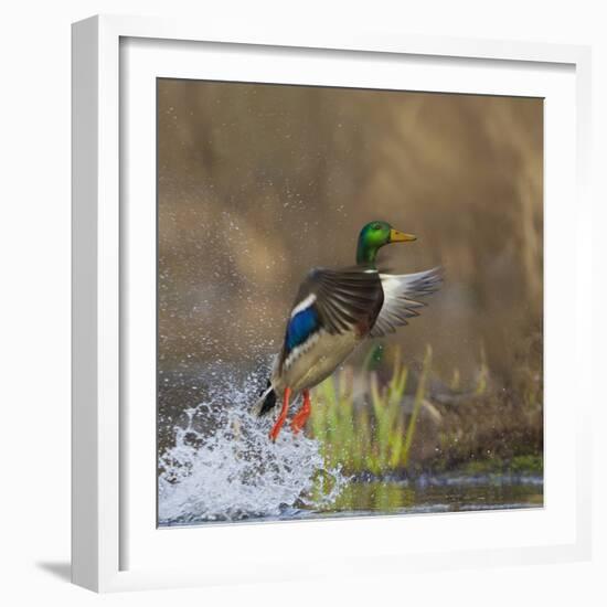 Washington, Male Mallard Duck Takes Flight Off Lake Washington on Union Bay. Seattle-Gary Luhm-Framed Photographic Print