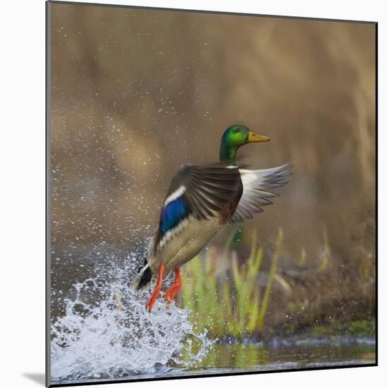 Washington, Male Mallard Duck Takes Flight Off Lake Washington on Union Bay. Seattle-Gary Luhm-Mounted Photographic Print