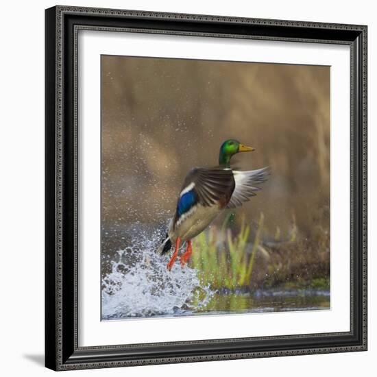 Washington, Male Mallard Duck Takes Flight Off Lake Washington on Union Bay. Seattle-Gary Luhm-Framed Photographic Print