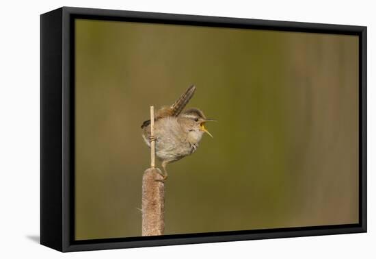 Washington, Male Marsh Wren Sings from a Cattail in a Marsh on Lake Washington-Gary Luhm-Framed Premier Image Canvas