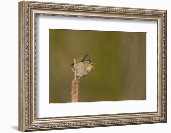 Washington, Male Marsh Wren Sings from a Cattail in a Marsh on Lake Washington-Gary Luhm-Framed Photographic Print