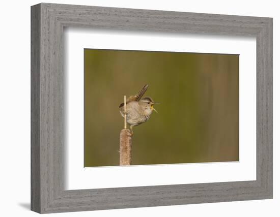 Washington, Male Marsh Wren Sings from a Cattail in a Marsh on Lake Washington-Gary Luhm-Framed Photographic Print