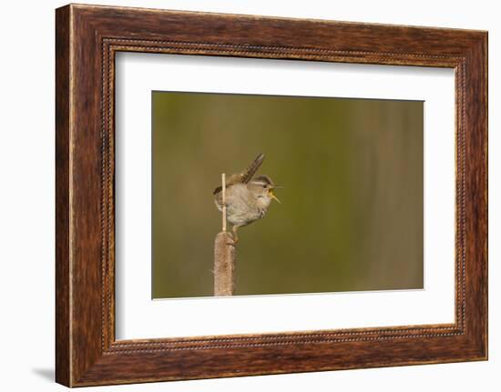 Washington, Male Marsh Wren Sings from a Cattail in a Marsh on Lake Washington-Gary Luhm-Framed Photographic Print