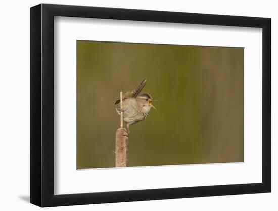 Washington, Male Marsh Wren Sings from a Cattail in a Marsh on Lake Washington-Gary Luhm-Framed Photographic Print