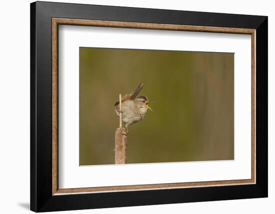 Washington, Male Marsh Wren Sings from a Cattail in a Marsh on Lake Washington-Gary Luhm-Framed Photographic Print