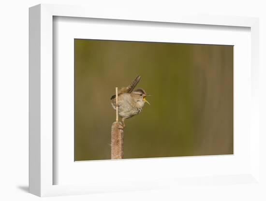 Washington, Male Marsh Wren Sings from a Cattail in a Marsh on Lake Washington-Gary Luhm-Framed Photographic Print