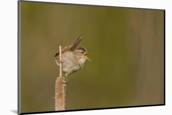 Washington, Male Marsh Wren Sings from a Cattail in a Marsh on Lake Washington-Gary Luhm-Mounted Photographic Print