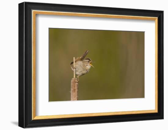 Washington, Male Marsh Wren Sings from a Cattail in a Marsh on Lake Washington-Gary Luhm-Framed Photographic Print