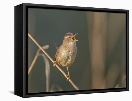 Washington, Male Marsh Wren Sings from a Grass Perch in a Marsh on Lake Washington-Gary Luhm-Framed Premier Image Canvas