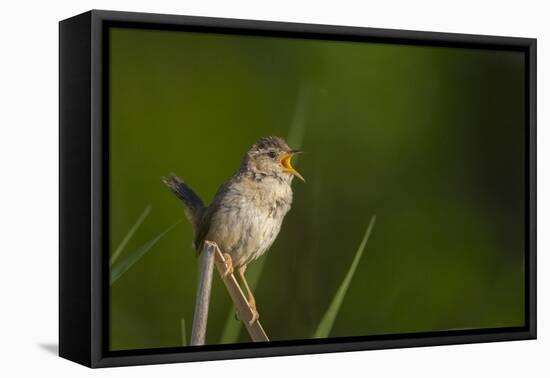 Washington, Male Marsh Wren Sings from a Grass Perch in a Marsh on Lake Washington-Gary Luhm-Framed Premier Image Canvas