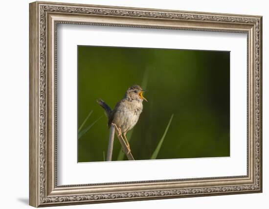 Washington, Male Marsh Wren Sings from a Grass Perch in a Marsh on Lake Washington-Gary Luhm-Framed Photographic Print