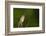 Washington, Male Marsh Wren Sings from a Grass Perch in a Marsh on Lake Washington-Gary Luhm-Framed Photographic Print