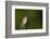 Washington, Male Marsh Wren Sings from a Grass Perch in a Marsh on Lake Washington-Gary Luhm-Framed Photographic Print