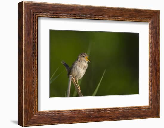 Washington, Male Marsh Wren Sings from a Grass Perch in a Marsh on Lake Washington-Gary Luhm-Framed Photographic Print