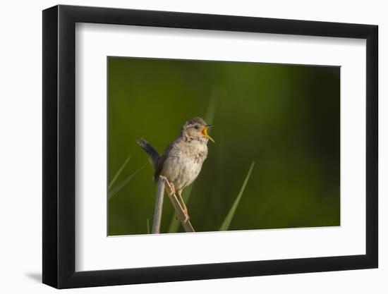 Washington, Male Marsh Wren Sings from a Grass Perch in a Marsh on Lake Washington-Gary Luhm-Framed Photographic Print