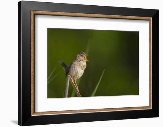 Washington, Male Marsh Wren Sings from a Grass Perch in a Marsh on Lake Washington-Gary Luhm-Framed Photographic Print