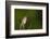 Washington, Male Marsh Wren Sings from a Grass Perch in a Marsh on Lake Washington-Gary Luhm-Framed Photographic Print