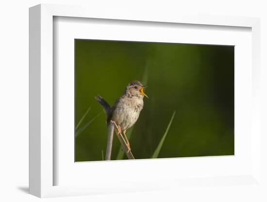 Washington, Male Marsh Wren Sings from a Grass Perch in a Marsh on Lake Washington-Gary Luhm-Framed Photographic Print