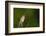 Washington, Male Marsh Wren Sings from a Grass Perch in a Marsh on Lake Washington-Gary Luhm-Framed Photographic Print
